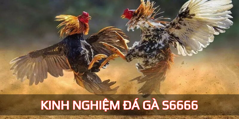 Kinh nghiệm đá gà s6666